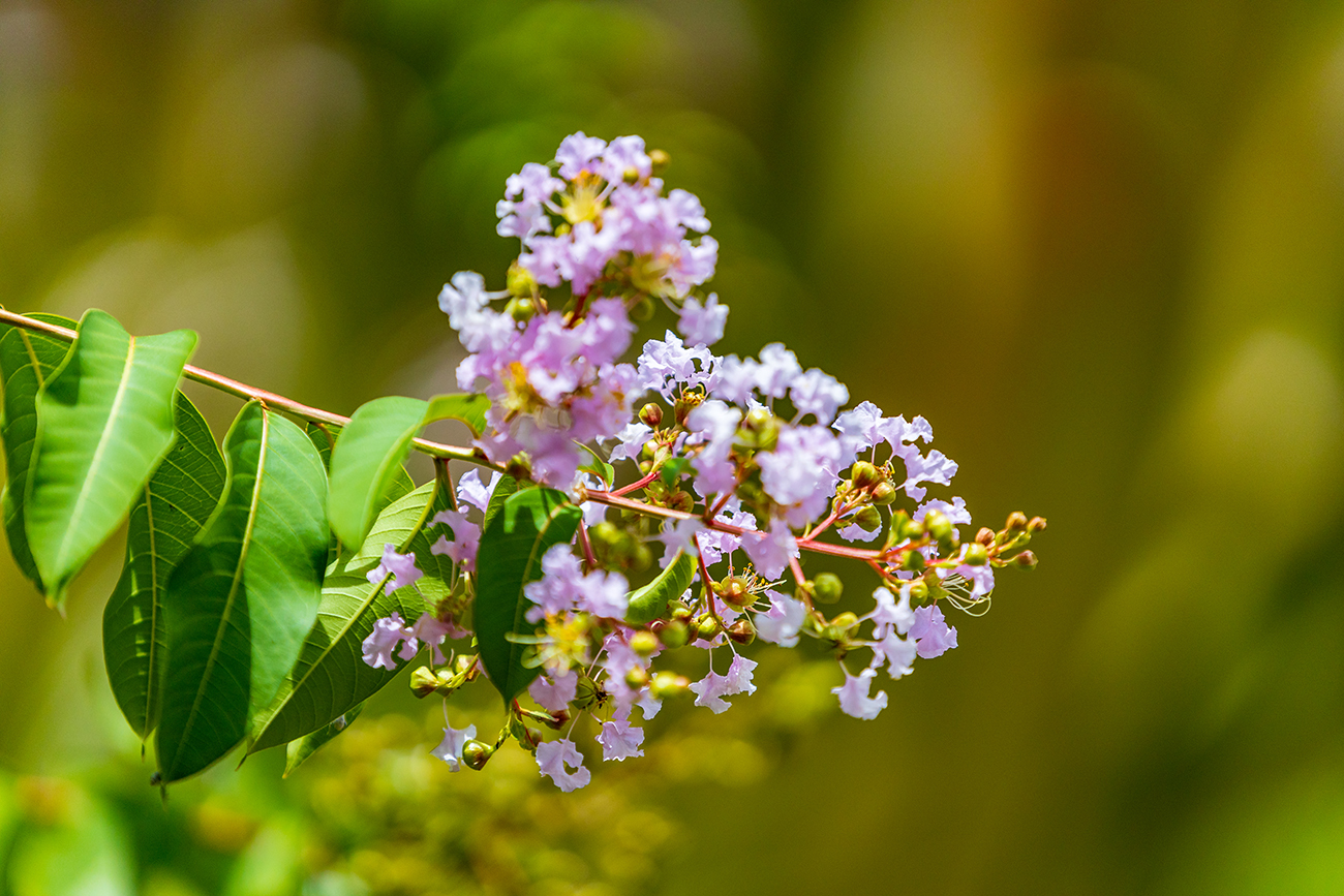 Type of flower?